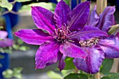 CLEMATIS VERSAILLES