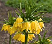 FRITILLARIA IMPERIALIS LUTEA