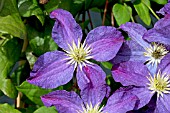 CLEMATIS VITICELLA BONANZA