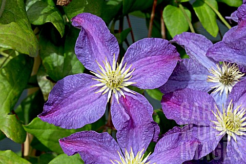 CLEMATIS_VITICELLA_BONANZA