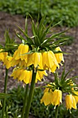 FRITILLARIA IMPERIALIS LUTEA