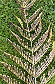 DRYOPTERIS ERYTHROSORA - SPORANGIA