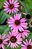 ECHINACEA DARK STEMS