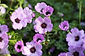 GERANIUM CINEREUM BALLERINA