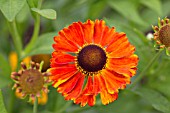 HELENIUM WALDTRAUT