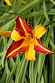 HEMEROCALLIS FRANZ HALS