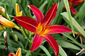 HEMEROCALLIS RED ADMIRAL