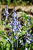 HYACINTHOIDES HISPANICA