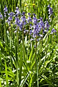 HYACINTHOIDES HISPANICA