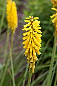 KNIPHOFIA MINISTER VERSCHUUR