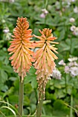 KNIPHOFIA SAFRANVOGEL