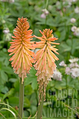 KNIPHOFIA_SAFRANVOGEL