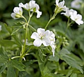 GERANIUM MACULATUM ALBIFLORUM