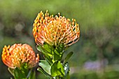 LEUCOSPERMUM CORDIFOLIUM