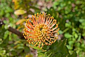 LEUCOSPERMUM CORDIFOLIUM