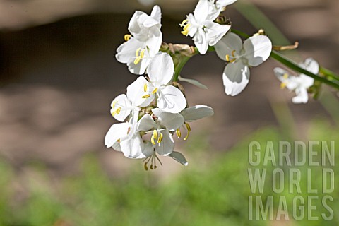 LIBERTIA_FORMOSA