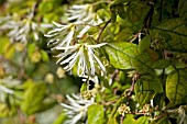 LOROPETALUM CHINENSE