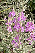 PHYSOSTEGIA VIRGINIANA VARIEGATA