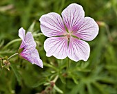 GERANIUM MOUNT STEWART