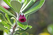 PITTOSPORUM COLENSOI