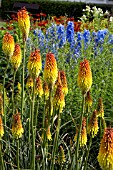 KNIPHOFIA ROYAL STANDARD