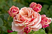 ROSA CHILD OF MY HEART
