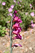 GLADIOLUS COMMUNIS SSP. BYZANTINUS