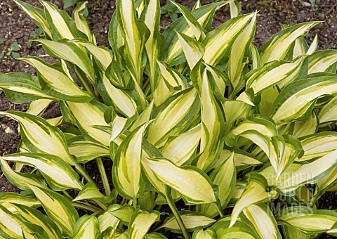 HOSTA_CELEBRATION