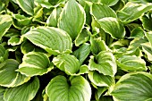 HOSTA FORTUNEI AUREOMARGINATA