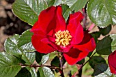 ROSA ROBUSTA