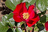 ROSA ROBUSTA