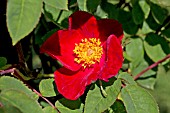 ROSA SCHARLACHGLUT