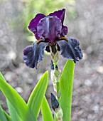 IRIS BLACK SWAN