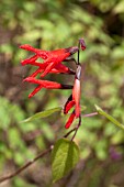 SALVIA GESNERIFLORA