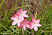 SCHIZOSTYLIS COCCINEA SALMON CHARM