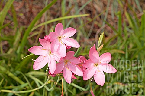 SCHIZOSTYLIS_COCCINEA_SALMON_CHARM