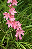 SCHIZOSTYLIS COCCINEA SUNRISE