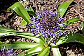 SCILLA PERUVIANA