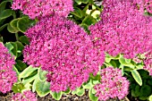 SEDUM SPECTABILE NEON