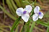 TRADESCANTIA X ANDERSONIANA OSPREY