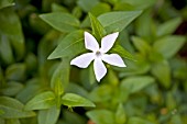 VINCA DIFFORMIS GREYSTONE FORM