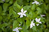 VINCA DIFFORMIS GREYSTONE FORM