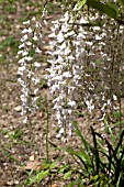 WISTERIA FLORIBUNDA ALBA