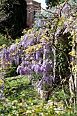 WISTERIA SINENSIS