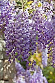 WISTERIA SINENSIS