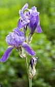 IRIS PALLIDA VARIEGATA