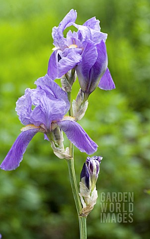 IRIS_PALLIDA_VARIEGATA