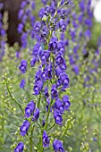 ACONITUM NAPELLUS BRESSINGHAM SPIRE