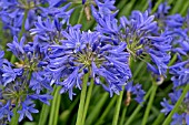 AGAPANTHUS TORBAY