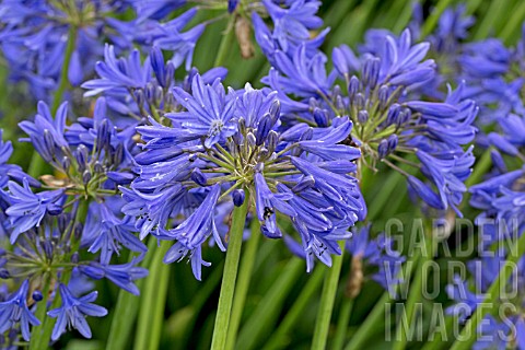 AGAPANTHUS_TORBAY